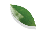 leaf